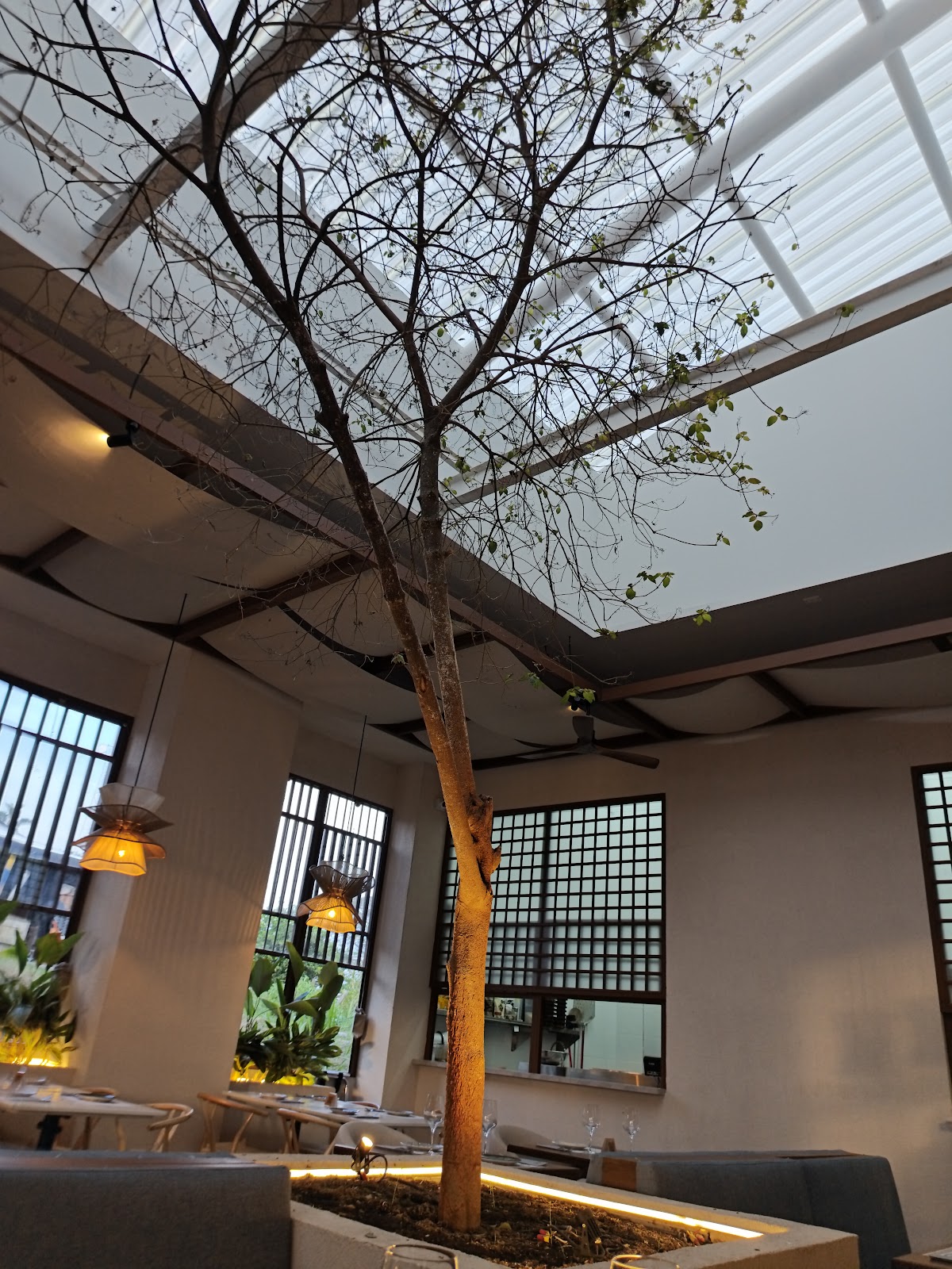 Árbol que crece bajo un techo de vidrio, entre ventanas de celosía y lámparas